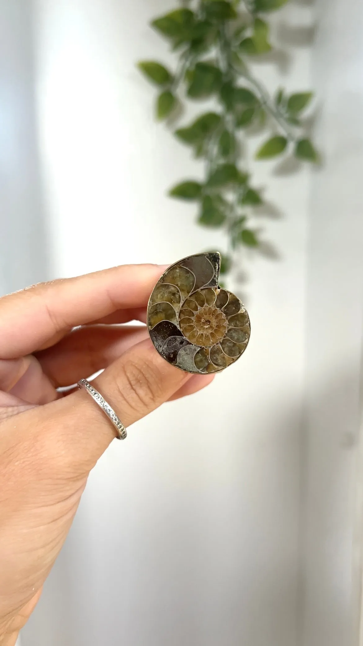 Fossil • Adjustable Ammonite Ring