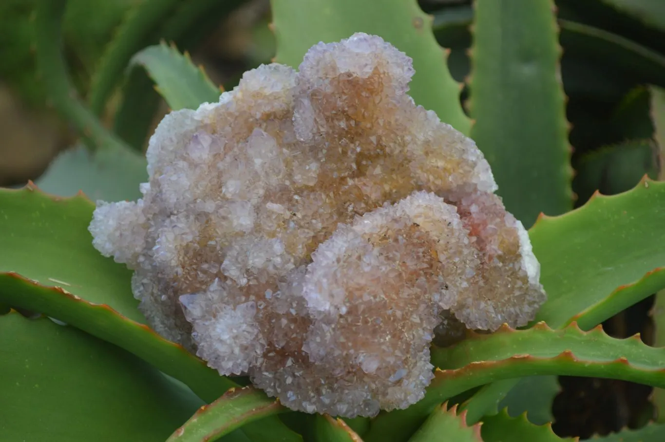 Natural Ametrine & Limonite Spirit Quartz Clusters  x 3 From Boekenhouthoek, South Africa